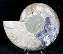 Cut Ammonite Fossil (Half) - Agatized #21206-1